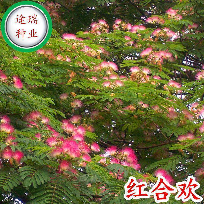 红合欢种子红花合欢合欢树种子金合欢园林绿化树苗种子绒花树种子