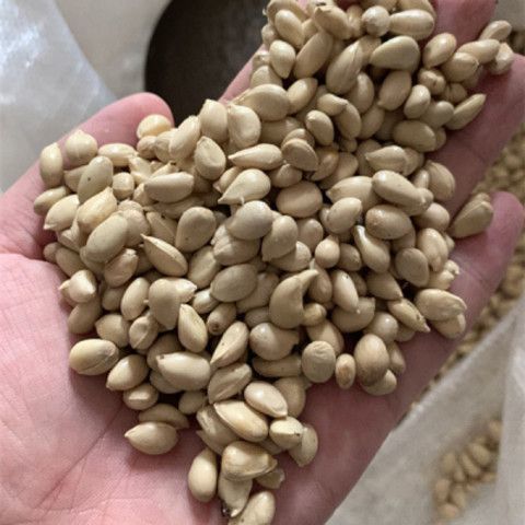 小叶软质香橙 积枳壳种子 枸橘种子红桔枸枳实铁篱寨种子-嫁接柑