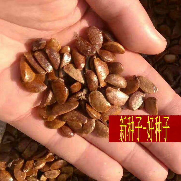 软枣种子嫁接柿子树钻木子君迁子野柿子黑枣鸟柿子籽