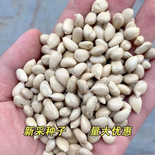 【枸橘种子】大量枸枳实种子铁篱寨种子嫁接柑橘包邮