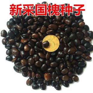 新采国槐种子速生国槐树种子黄花槐红花槐刺槐种子紫穗槐刺槐树籽