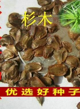 速生杉木种子出售新采林木树种杉木种子杉树刺杉香杉四季可播