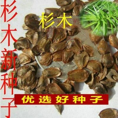 速生杉木种子出售新采林木树种杉木种子杉树刺杉香杉四季可播