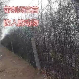 造刺树种子马甲子鸟不站铁篱笆 带刺植物围墙篱笆防盗围墙 防护栏