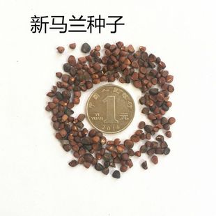 散装出售蔬菜种子 野菜种子 马兰头种子 马兰菜种子 出芽率高包邮