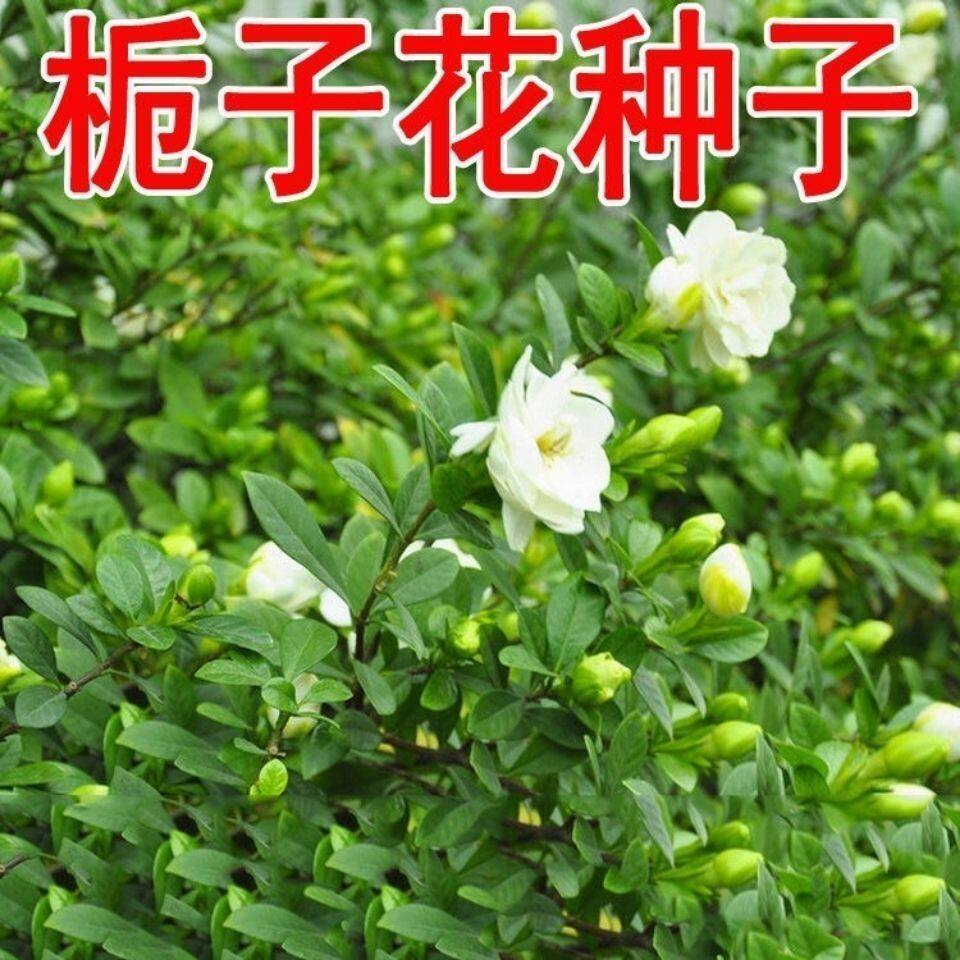 重瓣栀子花种子花香浓郁四季开花室内阳台植物盆栽易种易活植物籽