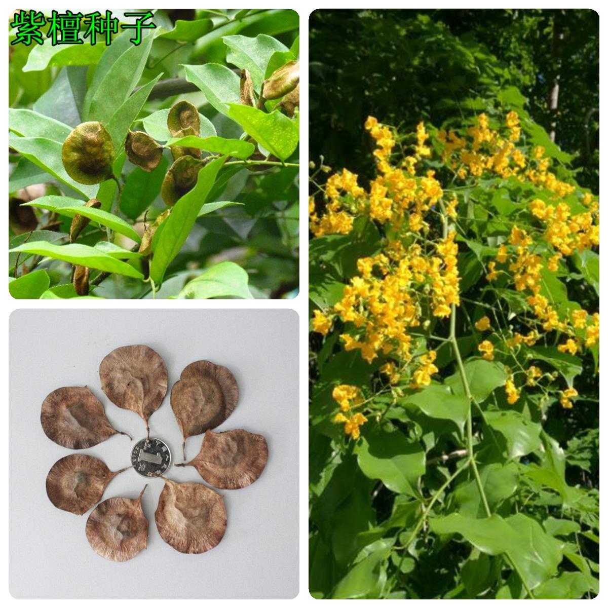 林木种子大叶紫檀小叶紫檀种子印度紫檀树种子青龙木黄柏木羽叶檀