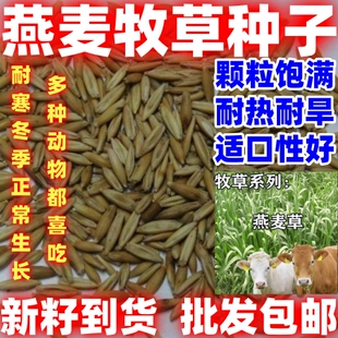 燕麦种子生长牧草种子耐热耐旱家畜饲用养殖牧草青饲燕麦草籽