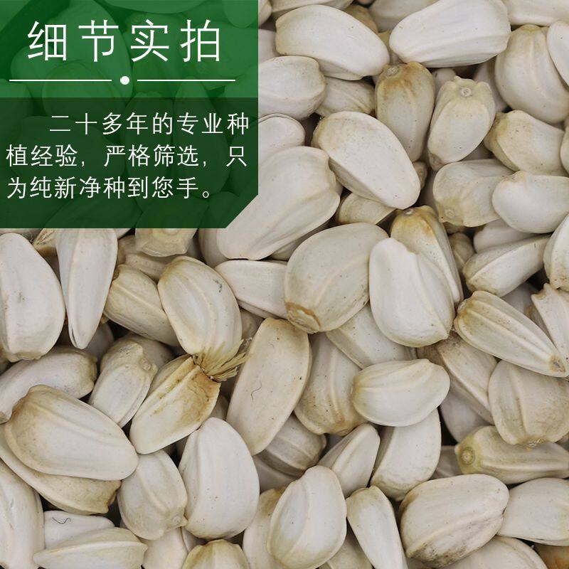 红花种子优质草红花籽非藏红花种云南无刺红花子干净无杂质包芽率