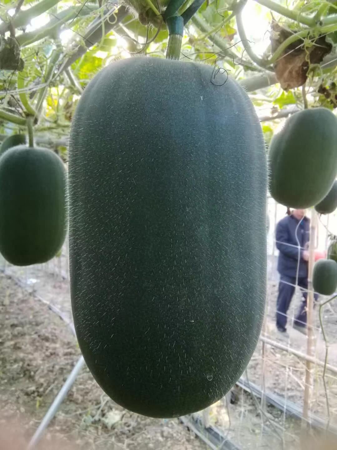 黑皮小冬瓜种子地爬搭架种植青节毛冬瓜籽迷你实心吊日本蔬菜种籽