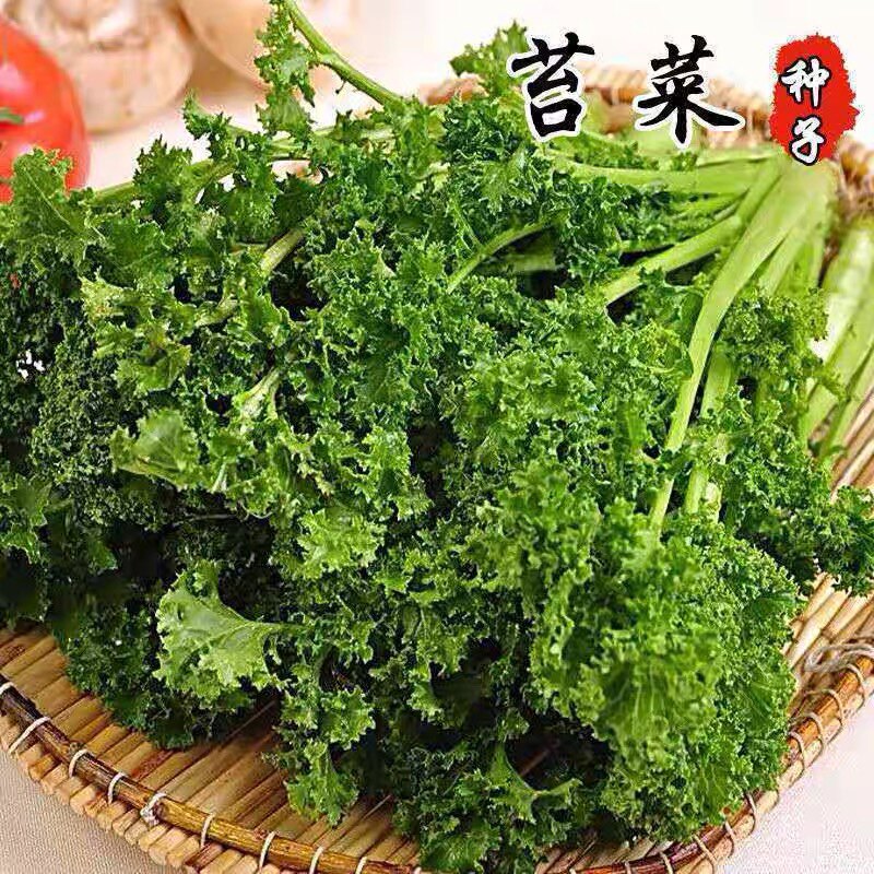 花叶苔菜种子鸡冠子菜青菜秋季种植阳台盆栽耐寒性好蔬菜种籽大全