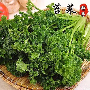 花叶苔菜种子鸡冠子菜青菜秋季种植阳台盆栽耐寒性好蔬菜种籽大全