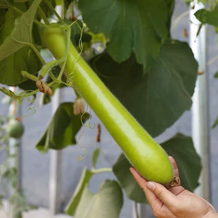 长瓠子瓜厚肉早熟柔嫩蒲瓜种子籽孑葫芦瓜圆瓠味香甜蔬菜瓜果四季