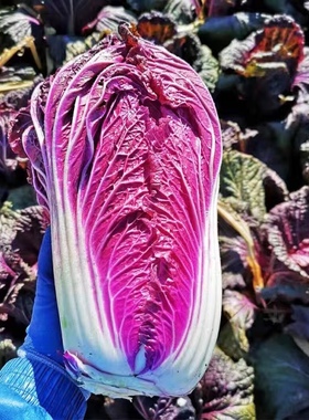 紫白菜种籽紫色大白菜种子四季秋播菜籽农家籽种冬季蔬菜种孑大全