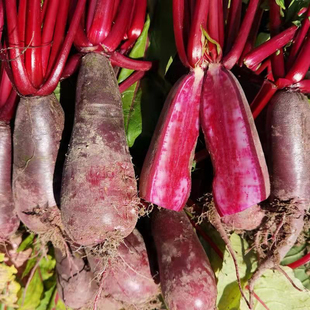 紫到心萝卜种子穿心红种植简单腌制萝卜干