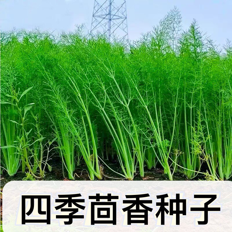 阳台盆栽四季多茬采收茴香种子图片