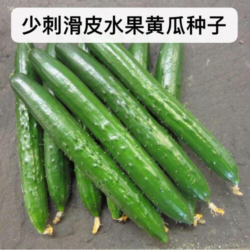 脆甜青肉无刺水果黄瓜阳台盆栽种