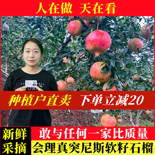 官方推荐|会理突尼斯软籽石榴