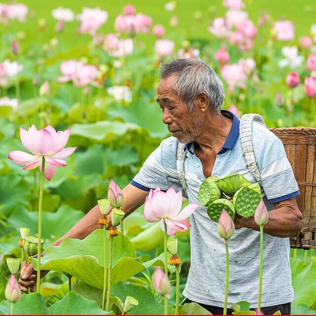 2025新鲜莲蓬现摘生吃新鲜甘甜水果当季蔬菜湘莲超洪湖甜嫩莲子米