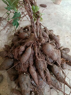 湖南纯野生现挖现发药食同源特价