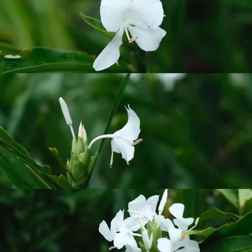 野姜花祁门红茶温暖馨香