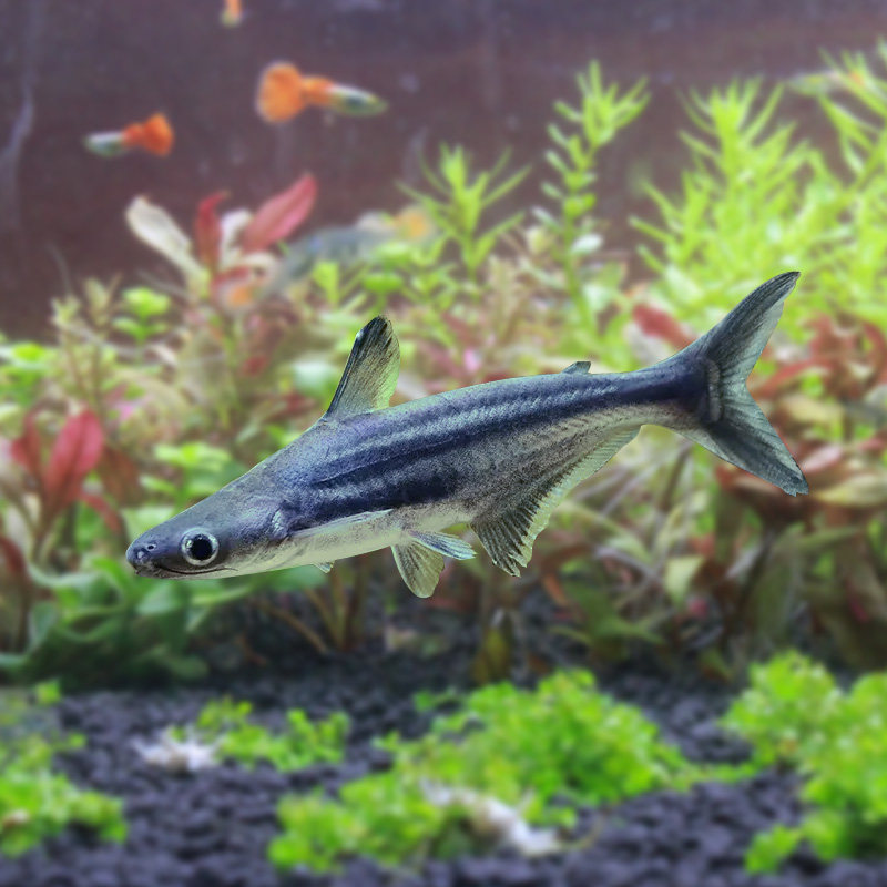家养养鱼宠物小鲨鱼活鱼蓝鲨观赏鱼家养小鲨鱼白鲨观赏鱼淡水鲨鱼