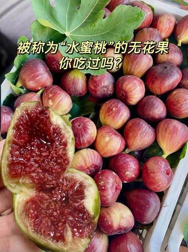 无花果带叶带盆苗南北方种植一物一拍