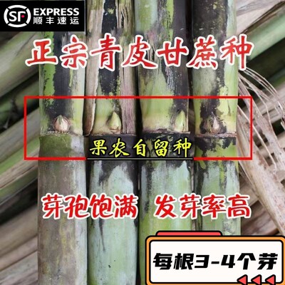 正宗陶山甘蔗种子甘蔗苗12段一段2到4个芽口青皮绿皮甘蔗顶部种苗