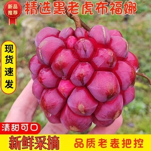 黑老虎布福娜果恶魔果实新鲜稀奇古怪的水果罕见稀有当季稀奇尝鲜