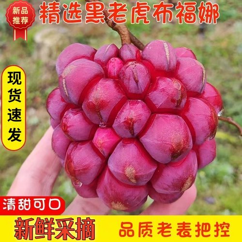 黑老虎布福娜果恶魔果实新鲜稀奇古怪的水果罕见稀有当季稀奇尝鲜