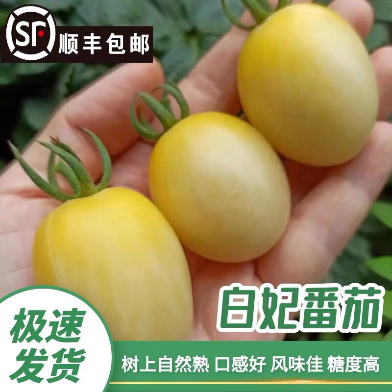 顺丰包邮白色小番茄新鲜现摘白展堂奶油小柿子白妃樱桃圣女果生吃