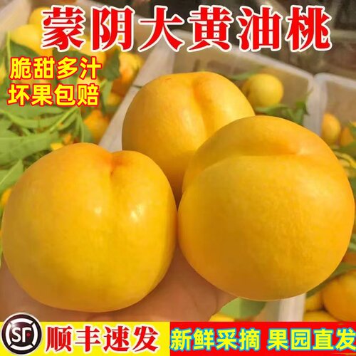 正宗山东黄金油桃新鲜桃子当季孕妇水果现摘蒙阴蜜桃黄心黄肉油桃