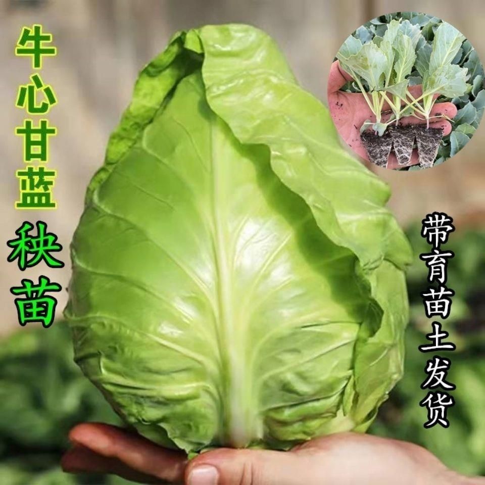 秋冬牛心甘蓝苗球心秧苗花菜花苗子西兰花种子苗四季南方盆栽阳台