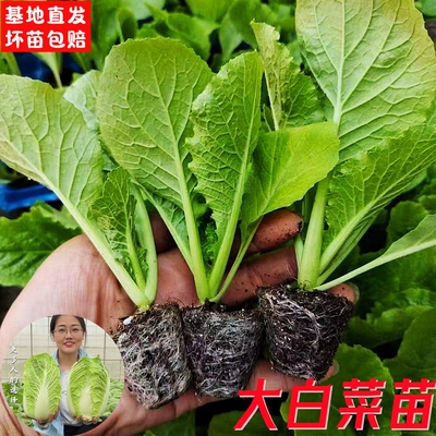 大白菜苗青梗花菜苗秧苗
