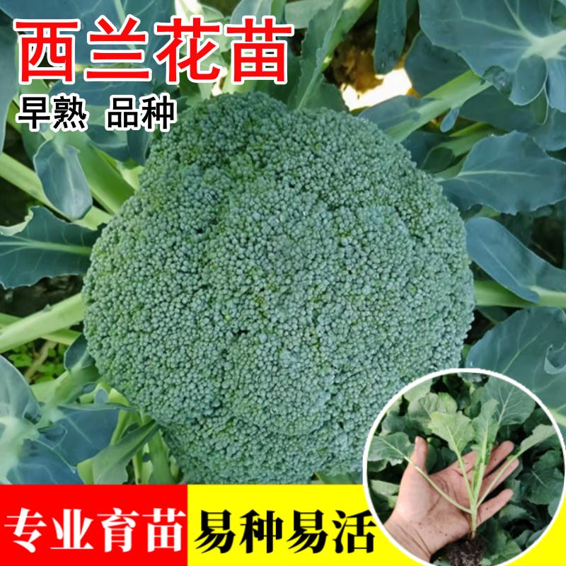 西兰花菜秧苗青花菜种孑绿色花椰菜苗四季阳台盆栽秋冬耐寒西蓝花