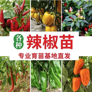 辣椒苗秧苗朝天椒苗小米辣线椒螺丝椒牛角尖椒菜椒薄皮四季盆栽苗
