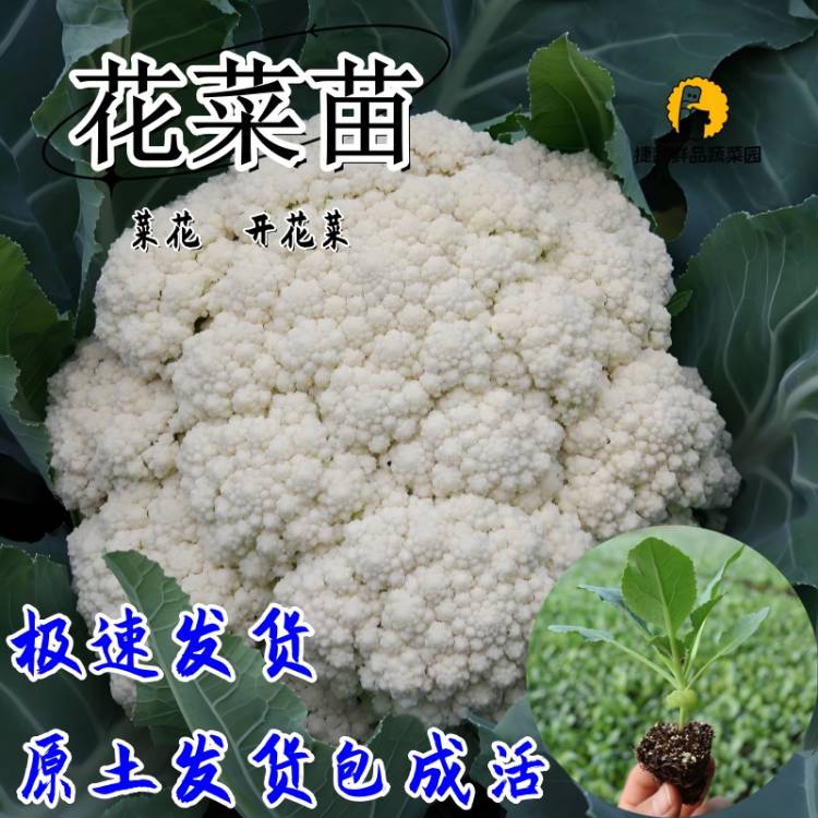 秋冬花菜苗秧四季阳台盆栽