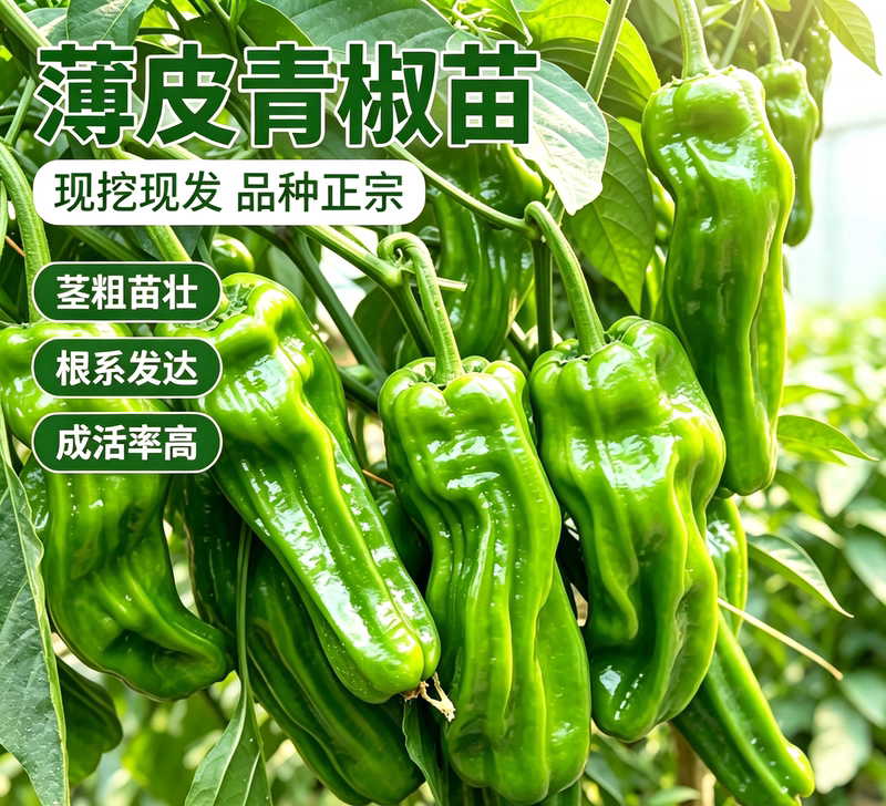 薄皮辣椒苗秧苗大果虎皮青椒苗微辣皱皮泡椒苗四季菜园盆栽南方种