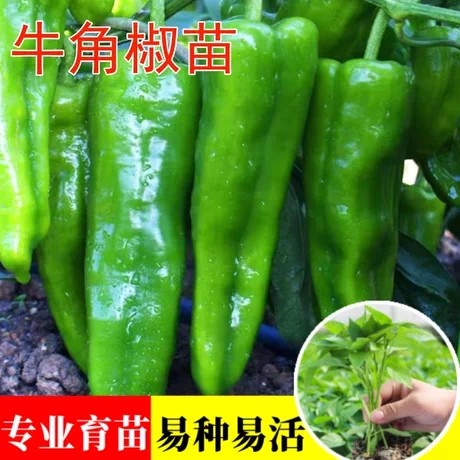 特大牛角椒苗辣椒苗秧苗高产青椒种子苗四季阳台盆栽春季蔬菜苗籽