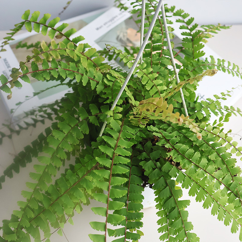 植物盆栽蕨类孢子绿植漫舞铁线蕨办公室盆栽桌面净化空气水培花卉