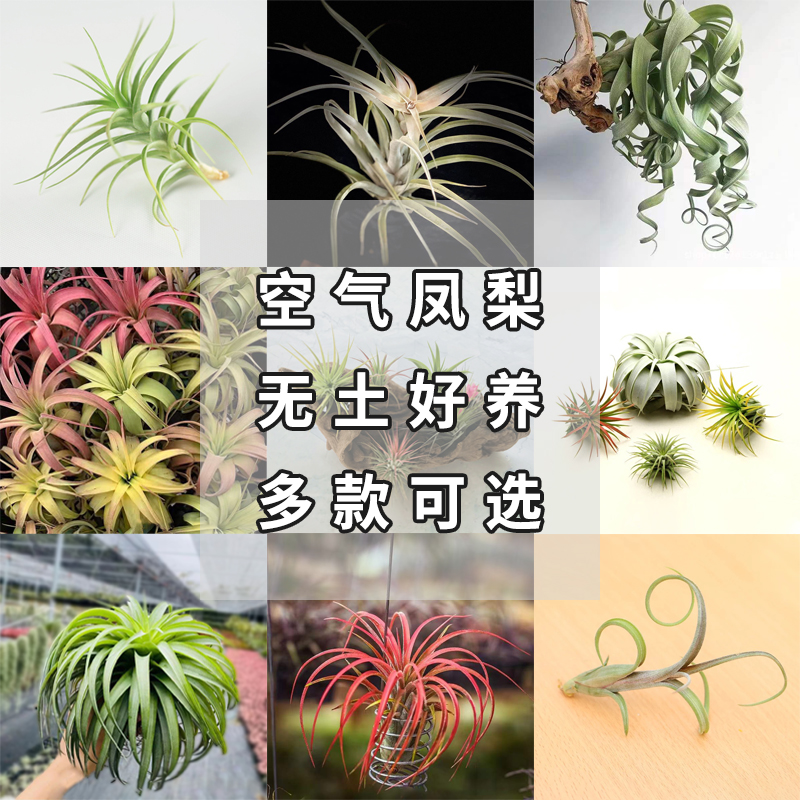 空气凤梨无土栽培生态雨林观绿植
