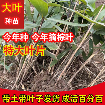 包粽子正宗粽叶苗箬叶苗高寮叶竹苗棕叶苗粽叶根苗