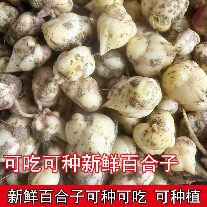 新鲜食用百合球花菜百合种苗非野生香水百合新鲜食用百合