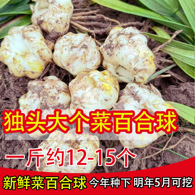 兰州甜百合新鲜大个食用菜百合百合花可种可吃食用百合