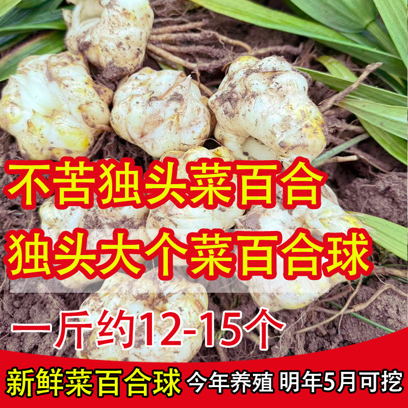 新鲜大个食用百合花菜百合苗可食吃种非野生香水百合食用百合