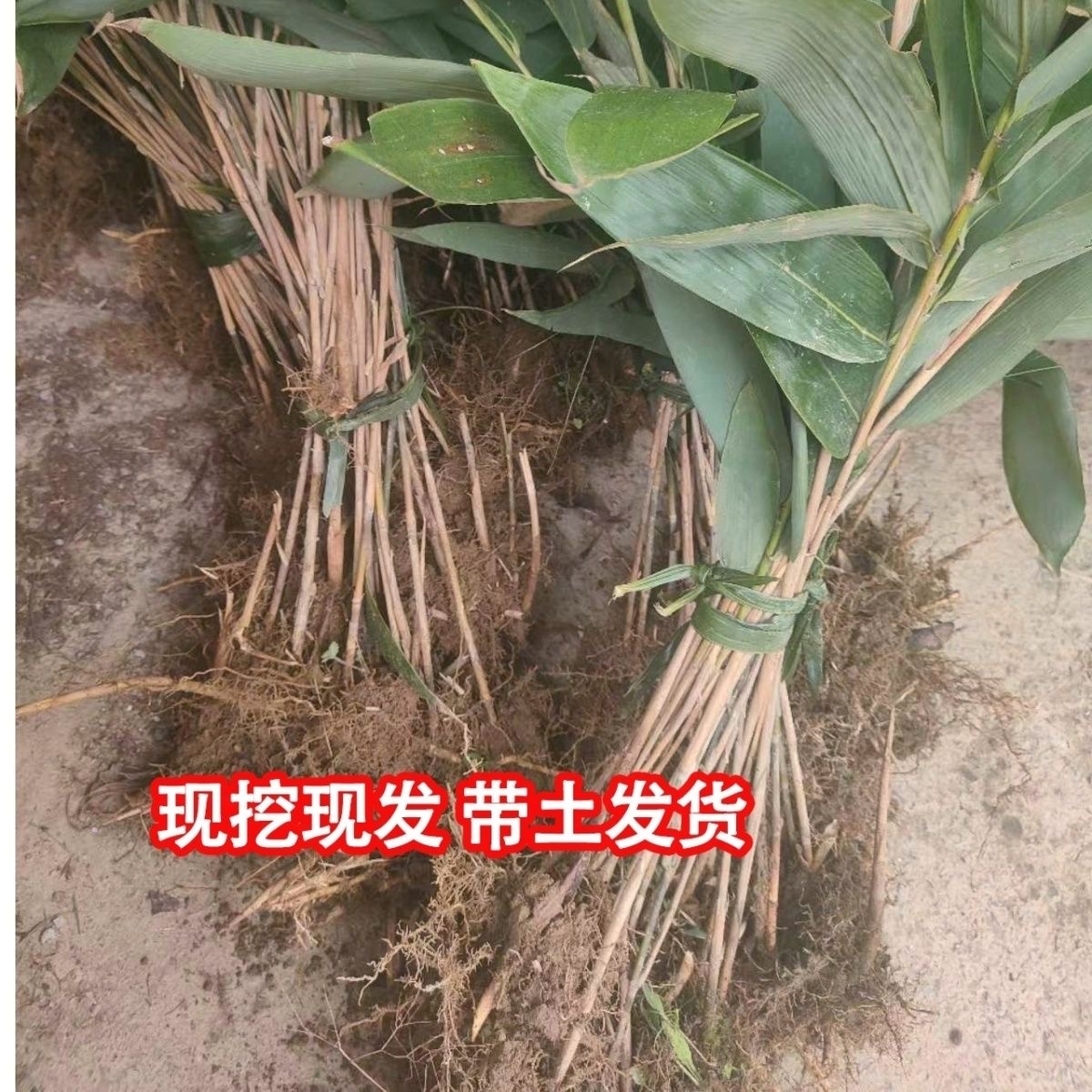 包粽子正宗野生粽叶苗箬叶苗高寮叶竹苗棕叶苗粽叶种跟苗