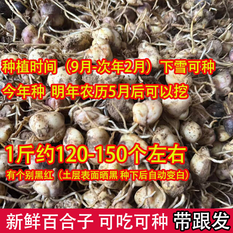 新鲜食用百合种子种球花菜百合种苗非野生香水百合新鲜食用百合