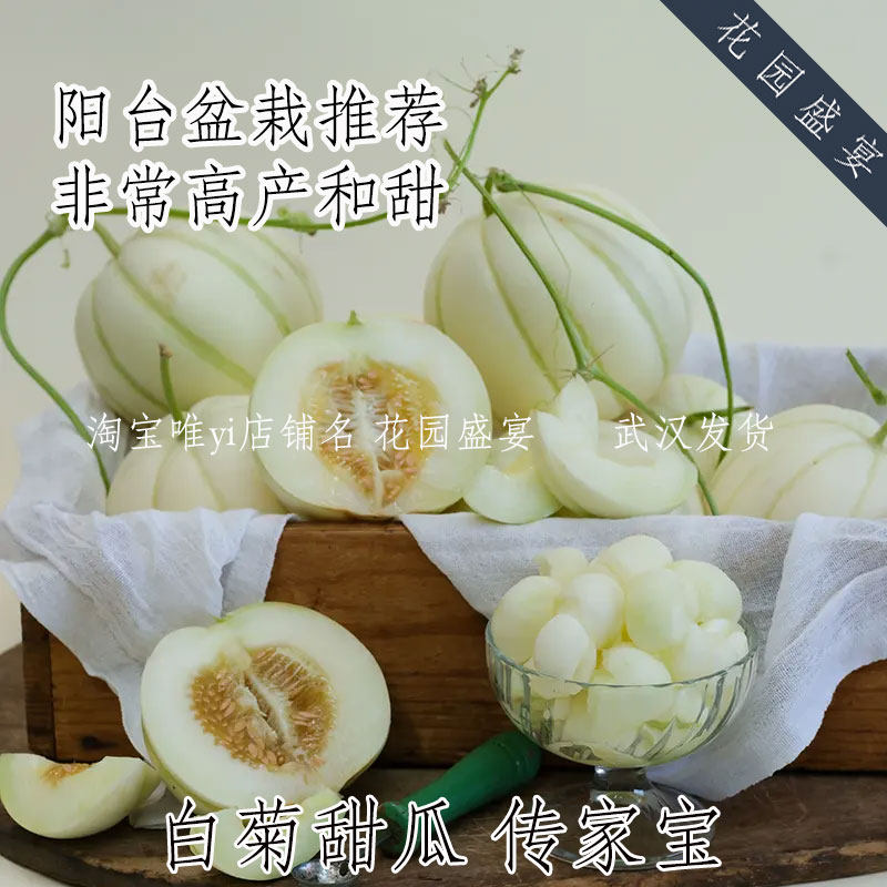 8-12粒日本白菊甜瓜可留种老品种甜瓜种子早熟高产高甜度阳台盆栽