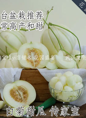 花园盛宴传家宝甜瓜阳台盆栽