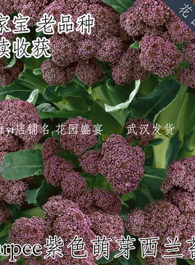 紫色萌芽西兰苔种子 持续高产 Burpee进口蔬菜种子 传家宝